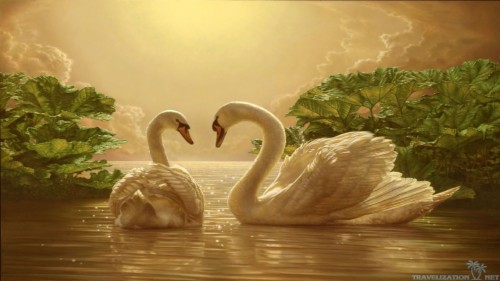 love swans