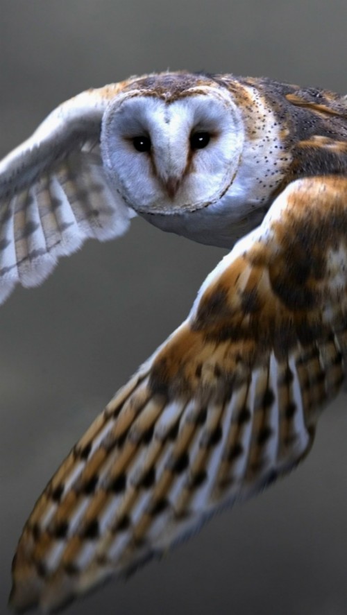 Wallpaper Owl, Barn Owl, Flying, Bird, Predator - Barn Owl Flying ...