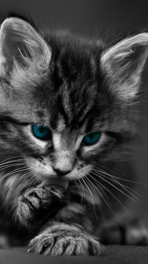 Cats Wallpaper Cell Phone Black Kitten Hd 477985