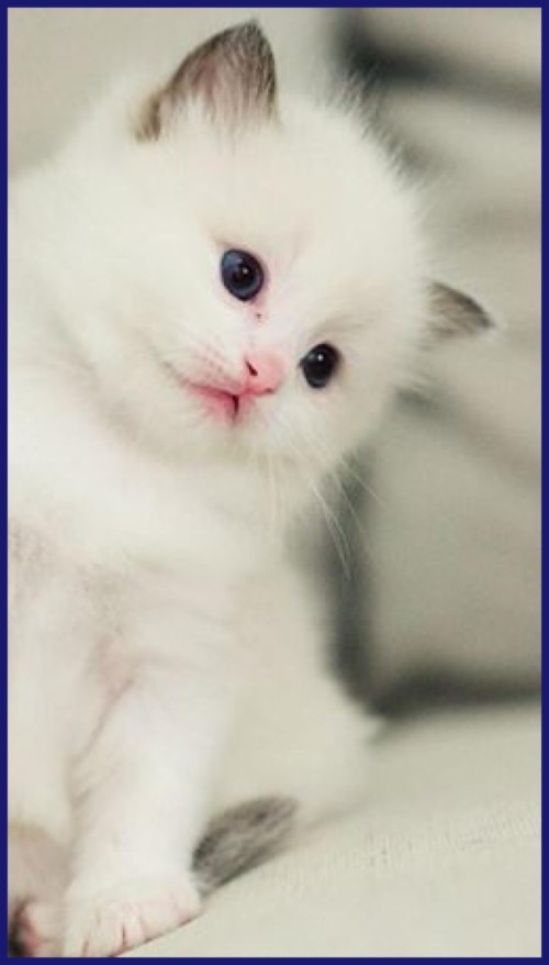 Kitten Animal Cute Cat Sofa Kitty Blue Cats Photo Gallery