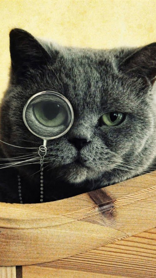 Cat With A Monocle (#480908) - HD Wallpaper & Backgrounds Download