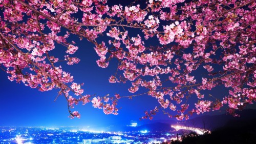 Tokyo Cherry Blossom Background 491707 Hd Wallpaper