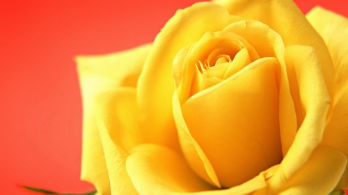 Yellow Roses Hd Wallpaper - Yellow Aesthetic Desktop Background ...