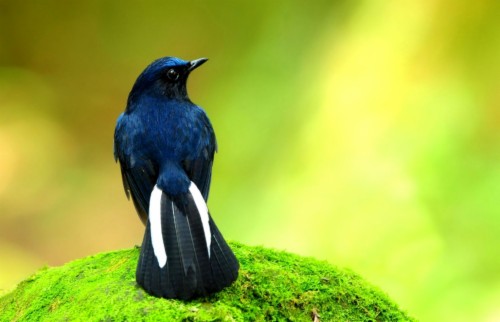 List Of Free Bird Wallpapers Download Page 2 Itl Cat