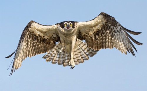 Ini Dia Harpy Jenis Burung Elang Terbesar Dan Terkuat Hawk