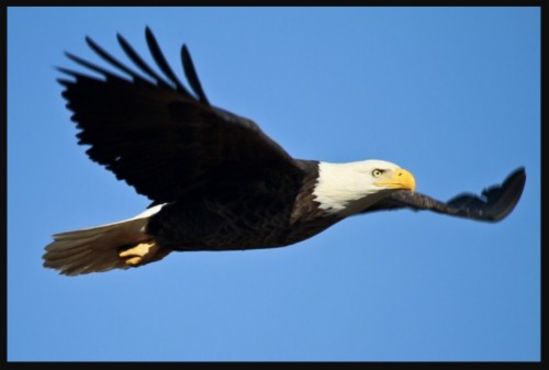 Gambar Elang Terbang Save The Eagles Day 2019 541277 Hd