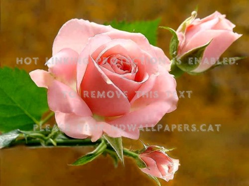 Get Well Soon Den Bud Rose Pink Flowers Good Morning Rose Most