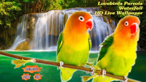 Love Birds Wallpaper For Mobile Love Birds 2038227 Hd Wallpaper Backgrounds Download