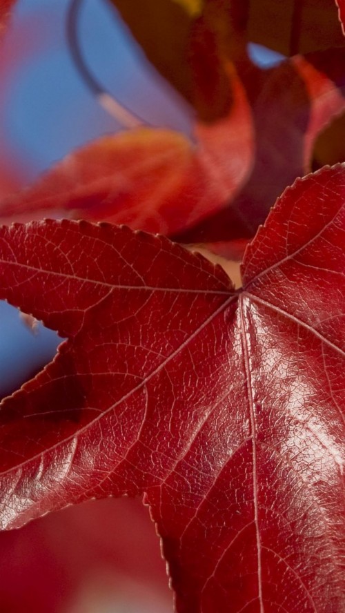 Fall Leaves Live Wallpaper 4k Autumn Tree (478178) HD Wallpaper