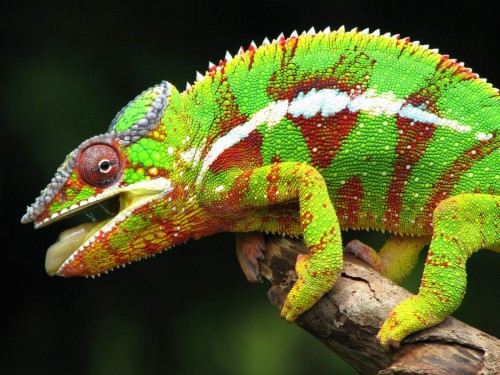 Chameleon - Arboreal Animals Pictures With Names (#576924) - HD ...