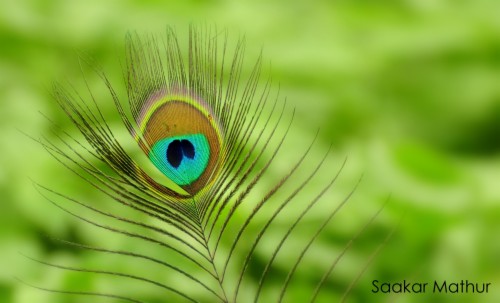 Mor Pankh Wallpaper - Shri Krishna With Peacock Feather (#599784) - HD