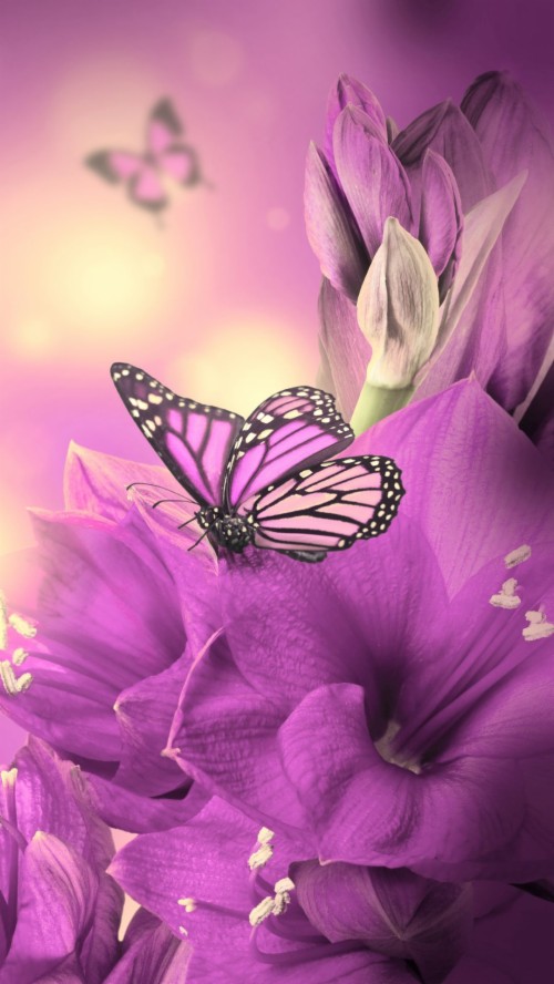 Iphone Wallpaper Hd Butterfly (#1853131) - HD Wallpaper & Backgrounds ...