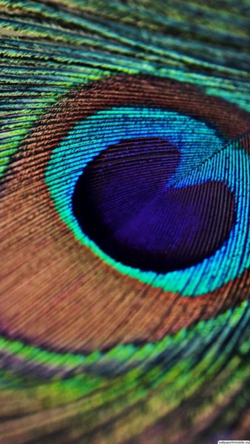 Iphone Peacock Feather Wallpaper Hd (#2352864) - HD Wallpaper ...