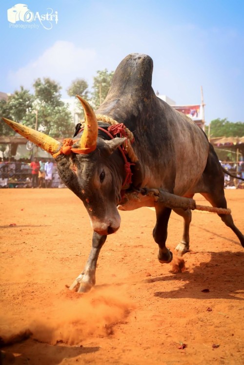 jallikattu hd image jallikattu hd 608668 hd wallpaper backgrounds download hd wallpaper backgrounds download