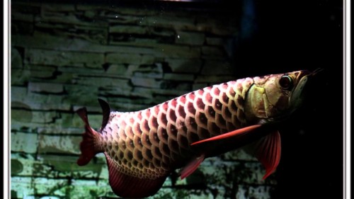 Arowana Gold Fish Wallpaper Hd (#2306579) - HD Wallpaper & Backgrounds ...