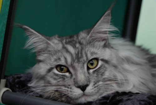 Beautiful Silver Maine Coon Cat Wallpapers And Images - Silver Maine ...