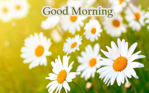 Good Morning Flower Images Free Download - Good Morning (#656713) - HD ...