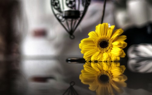 Flower Flowers Yellow Reflection Black And White Blur Background