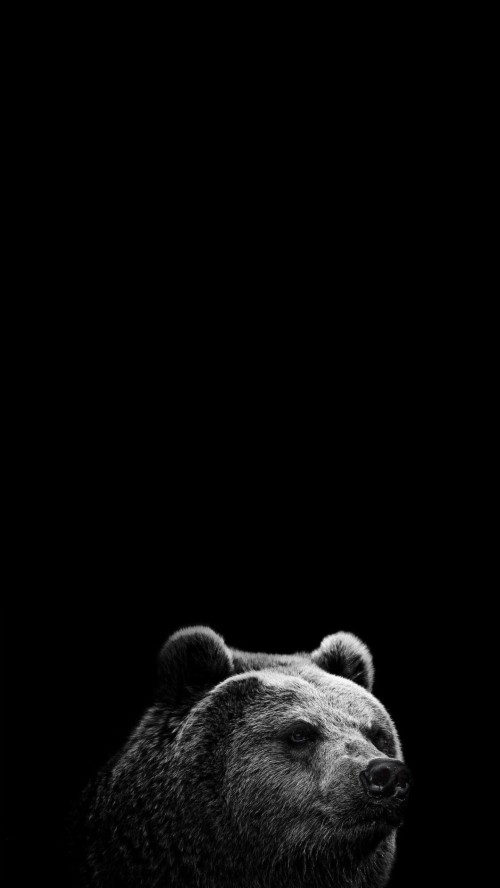 Cute Bear Wallpaper Iphone (#1565871) - HD Wallpaper & Backgrounds Download