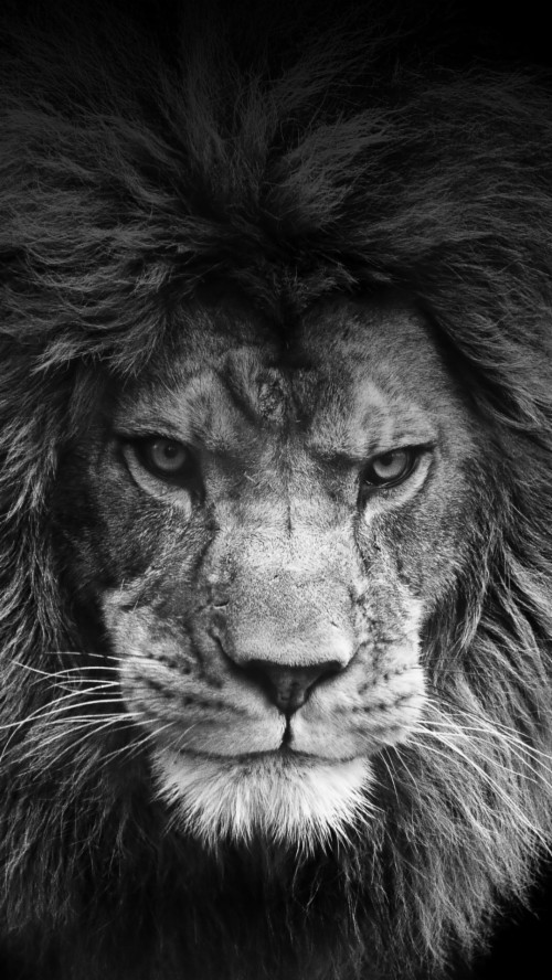 Legendary Lion - Fierce Lion (#78869) - HD Wallpaper & Backgrounds Download