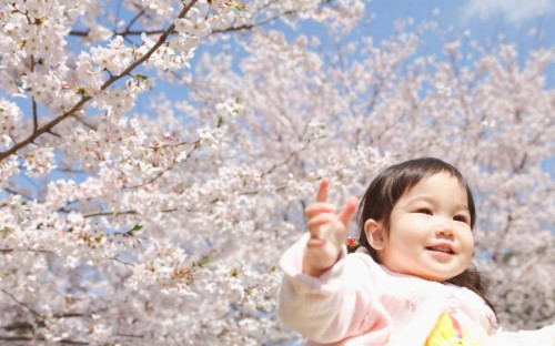 237 Cherry Blossom Hd Wallpapers - Cherry Blossom Japan Hd (#440742 ...