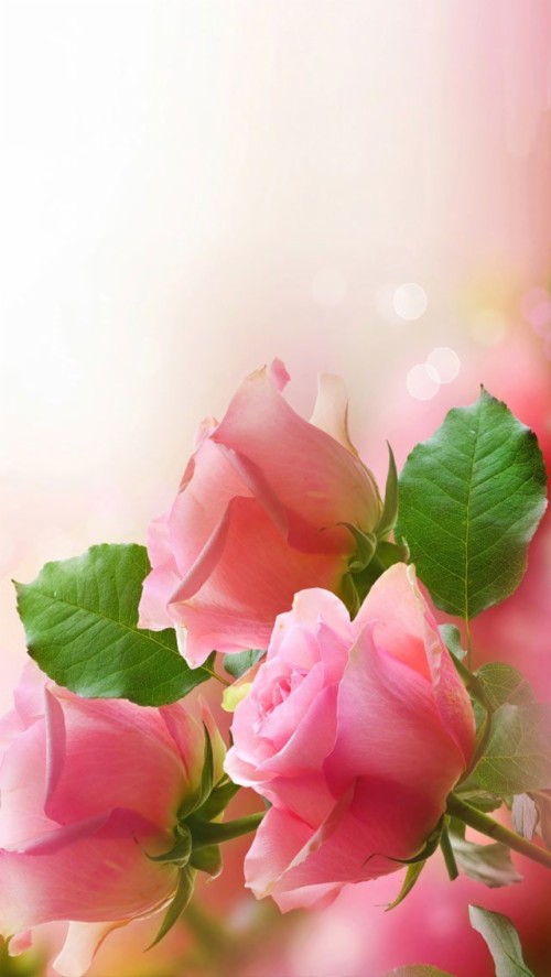 Pink Roses Flowers Hd Wallpaper, Download In High Resolution - Get Well ...