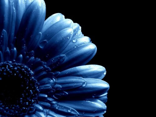 Blue Flowers Hd Wallpapers 20 Background Wallpaper Dark