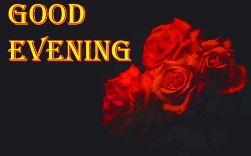 Good Evening Red Rose (#2278407) - HD Wallpaper & Backgrounds Download