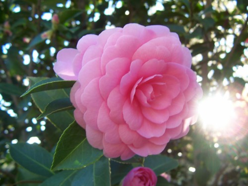 Wallpapers Id - - Camellia (#741043) - HD Wallpaper & Backgrounds Download