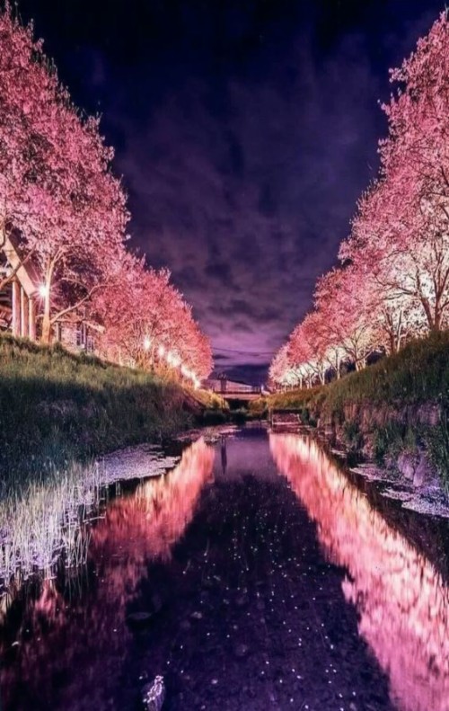 Tak Perlu Khawatir Pohon Sakura Ini Jadi Rebutan Paisaje