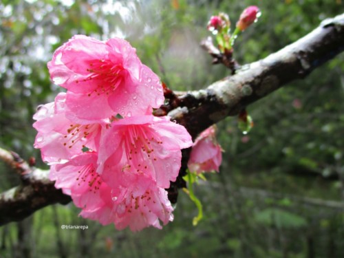 Fantastis 19 Lukisan Bunga  Sakura  Yg Mudah  Gambar  Bunga  HD
