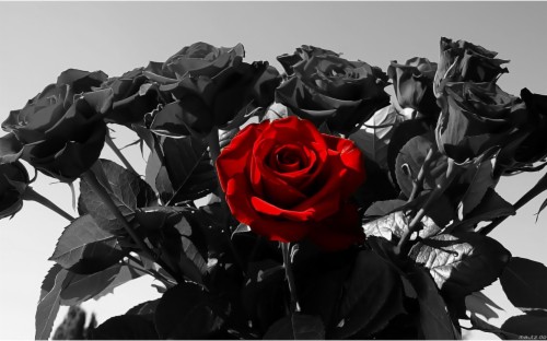 Black Rose Beautiful Black Rose Computer Wallpaper Red Rose With Black Roses Hd Wallpaper Backgrounds Download