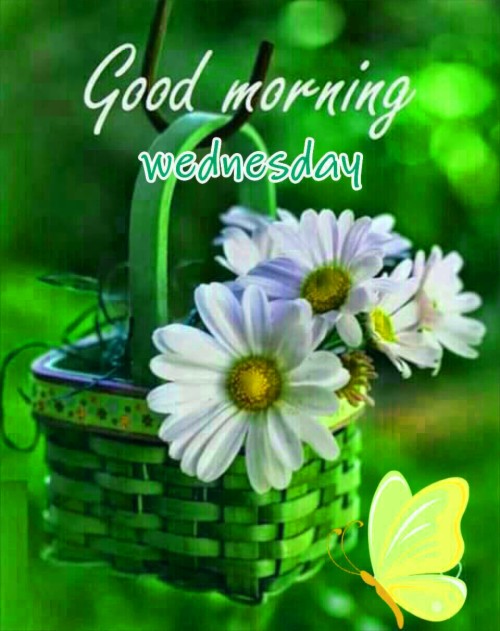 Good Morning Wednesday Images Pictures Download - Good Morning Happy