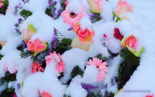Daffodil Snow Flowers Spring Garden Flower Desktop , Red