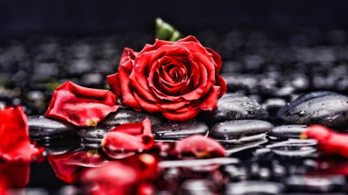 Pebbles Rocks Red Rose Blur Portrait Wallpaper Black White