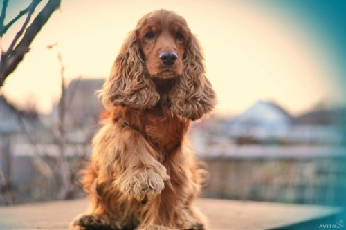 Cocker Spaniel Wallpaper - Cocker Spaniel Wallpaper Background (#864500