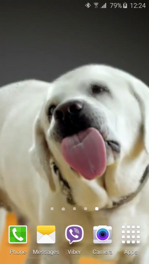 Download Cute Pug Licking Screen Live Wallpaper - Dog Licks Screen Live