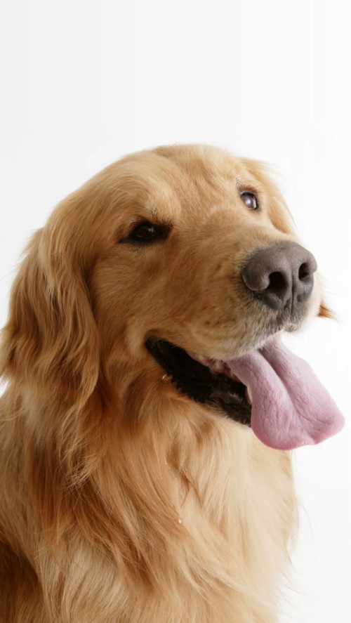 List of Free Dog For Mobile Wallpapers Download - Itl.cat