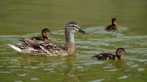 Mallard (#3272833) - HD Wallpaper & Backgrounds Download