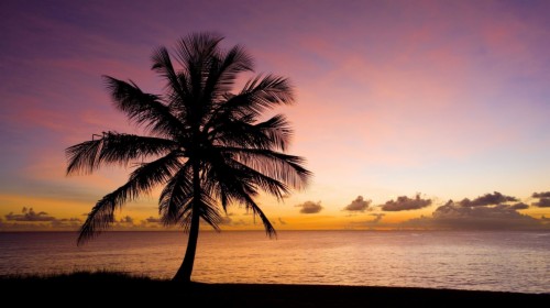 Nature Tree Palma Beach Sand Sea Water Sky Sunset Silhouette - Nature ...