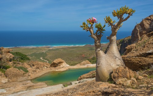 Socotra Island Bottle Trees (#898039) - HD Wallpaper & Backgrounds Download