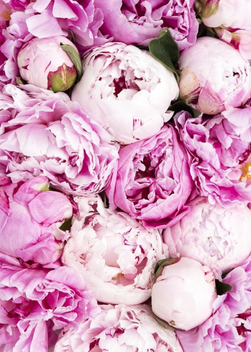 Pink Peonies Wallpaper - Peony Aesthetic (#3010941) - HD Wallpaper