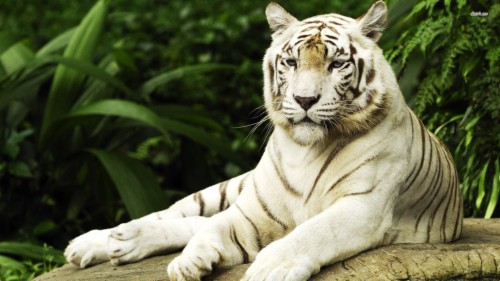 Wallpapers For White Tiger Wallpaper Hd Widescreen Singapore White Tiger Wallpaper Hd Widescreen