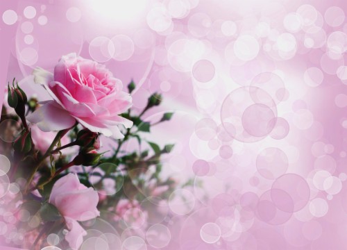 Pink Rose Wallpaper Ultra Hd Wallpapers - Pink Rose Background Hd ...