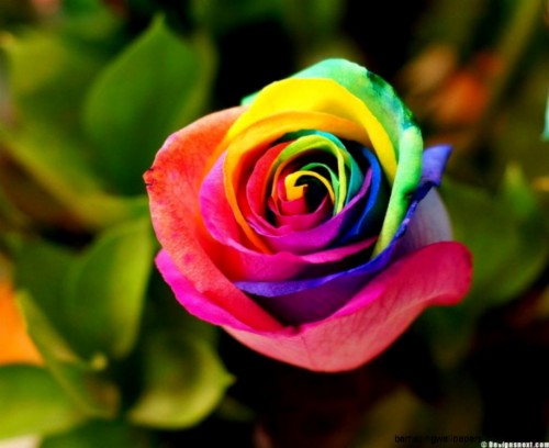 Rainbow Rose Wallpaper Amazing Wallpapers - Beautiful Rose Good Morning ...