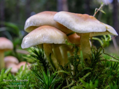 Paddestoelen Herfst Wallpaper, Herfstbladeren Wallpaper - Agaricus