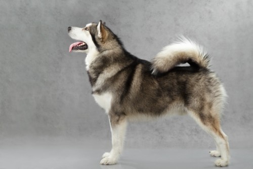 Alaskan Malamute Wallpaper Kuche Koeto Prilicha Na Vlk 964379 Images, Photos, Reviews