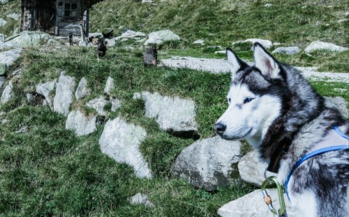 Siberian Husky Dog Like Mammal Animal Greenland Ezdovaya