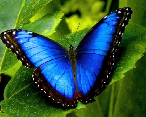 Blue Morpho Butterfly Hd (#984967) - HD Wallpaper & Backgrounds Download